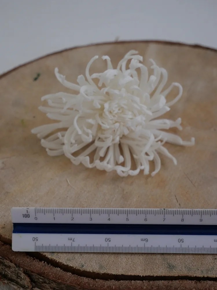 Chrysanthème Anastasia Stabilisé boite dimension