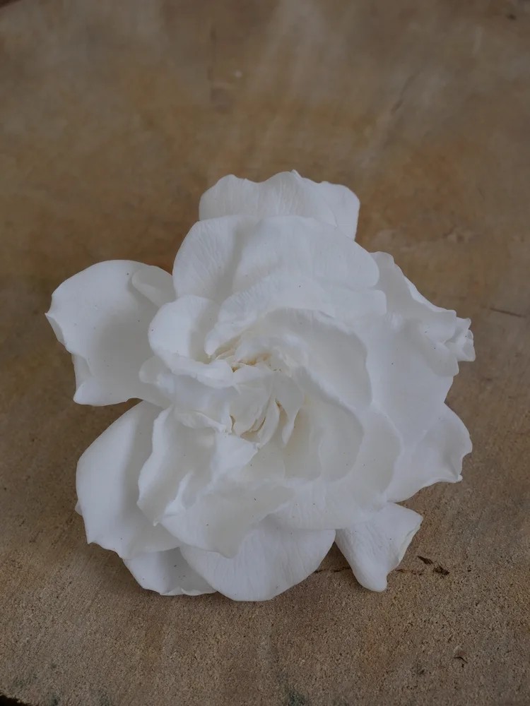 gardenia blanc stabilisé