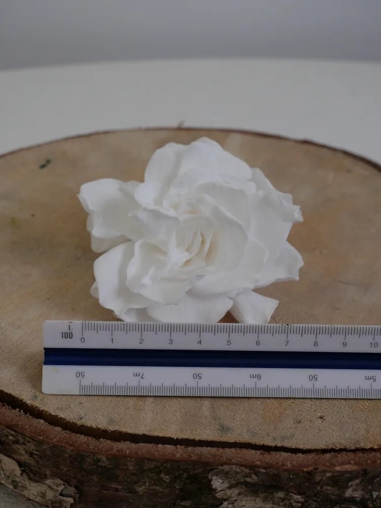 gardenia blanc stabilisé dimension