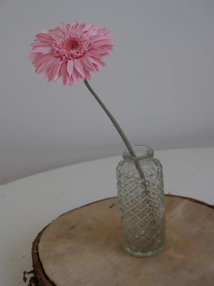 Gerbera Stabilisé rose décoration intérieure