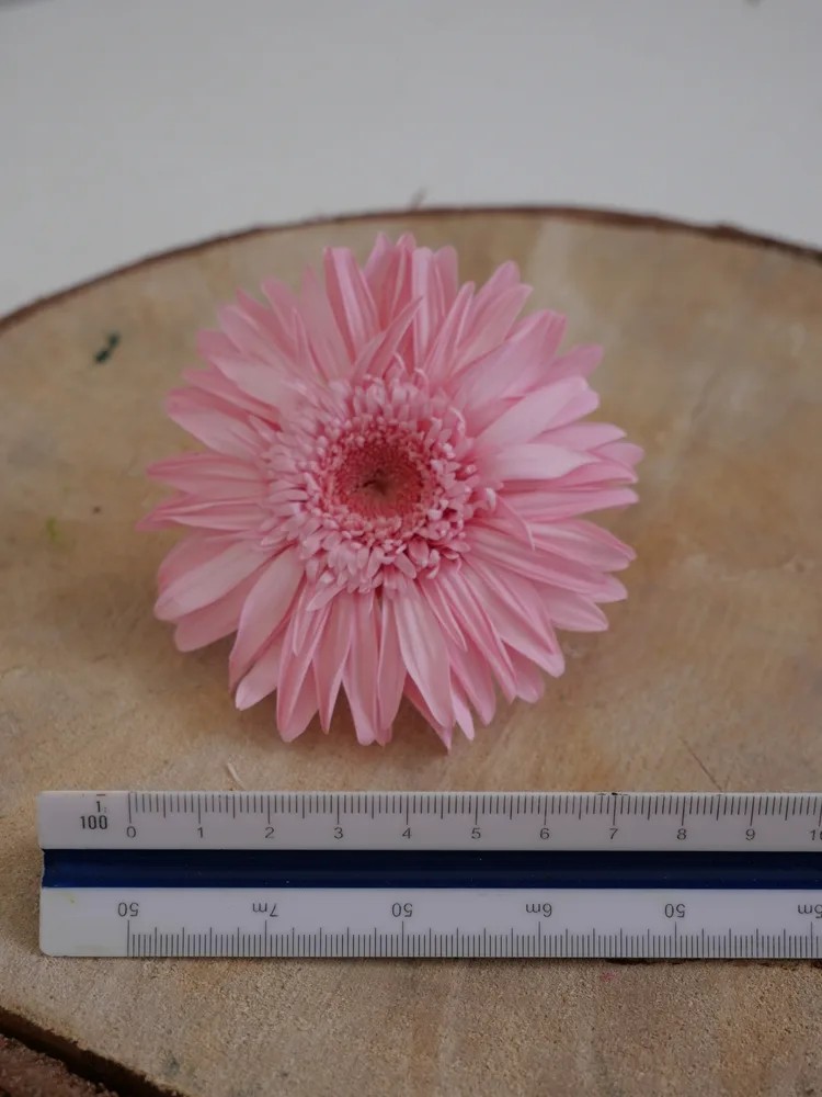Gerbera Stabilisé rose dimension
