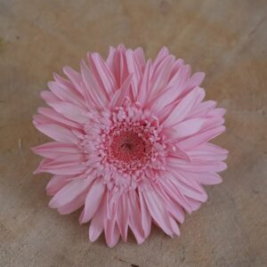 Gerbera Stabilisé rose