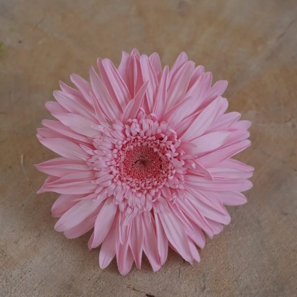 Gerbera Stabilisé
