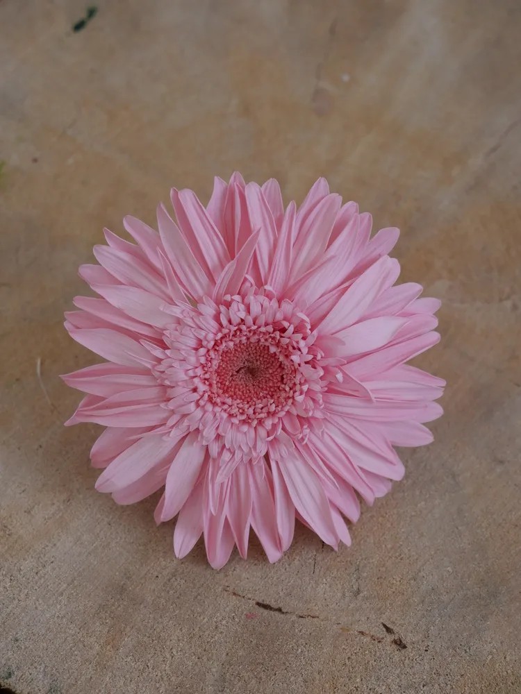 Gerbera Stabilisé rose