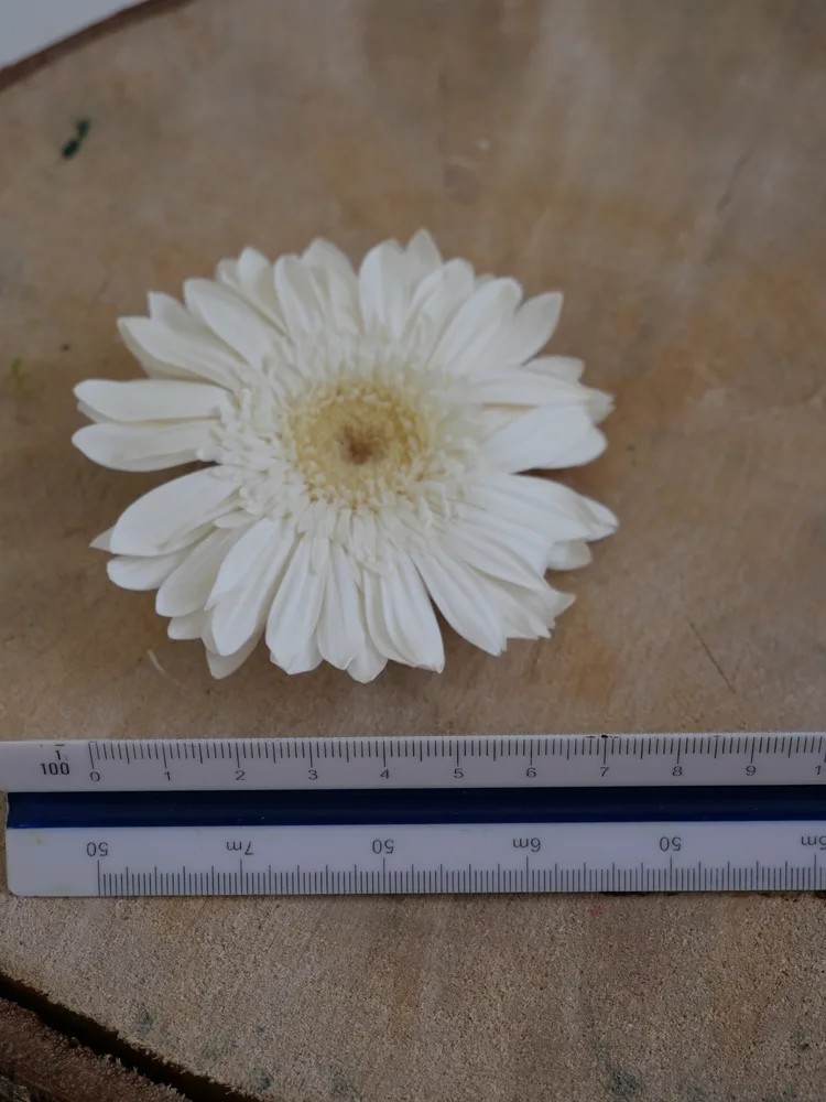 Gerbera Stabilisé blanc dimension