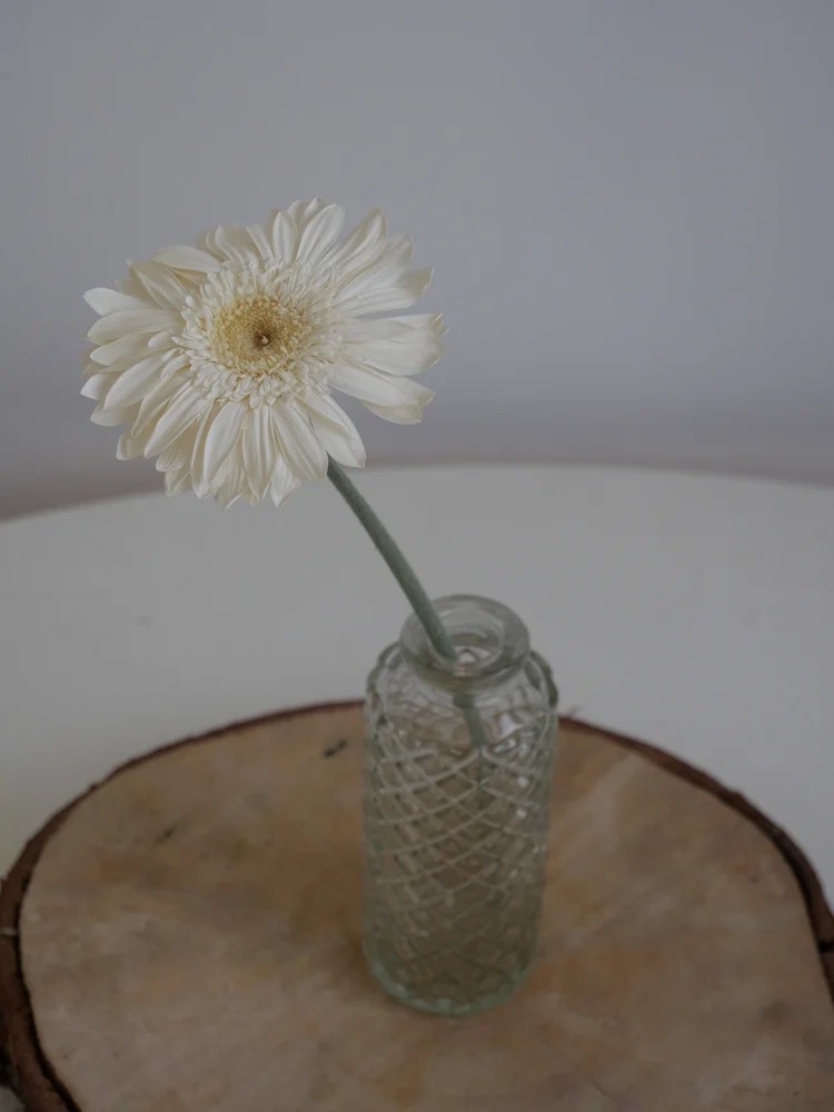 Gerbera Stabilisé blanc décoration intérieure