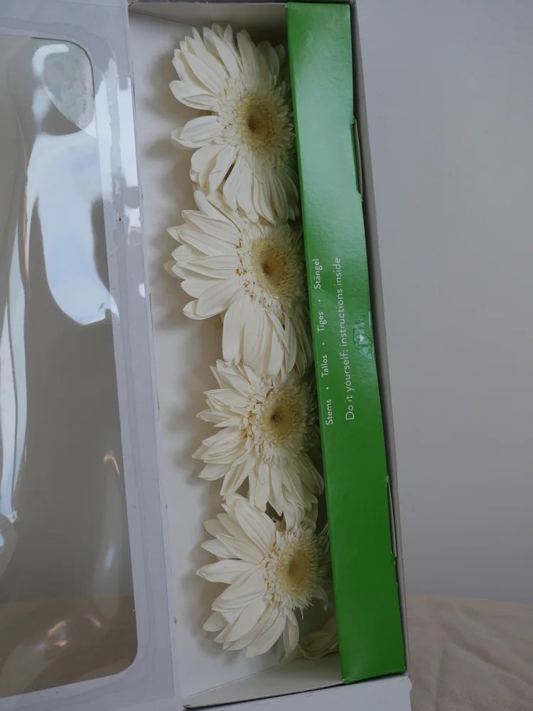 Gerbera Stabilisé blanc avec tige