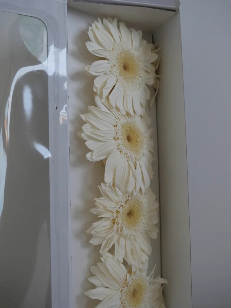 Gerbera Stabilisé blanc boite