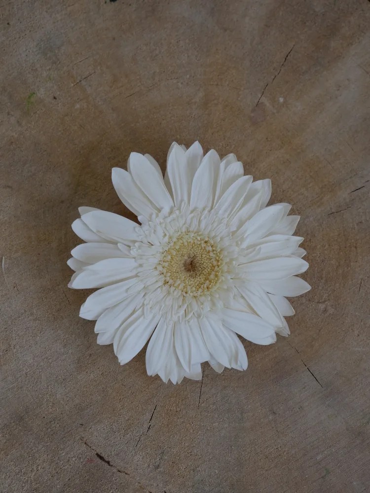 Gerbera Stabilisé blanc
