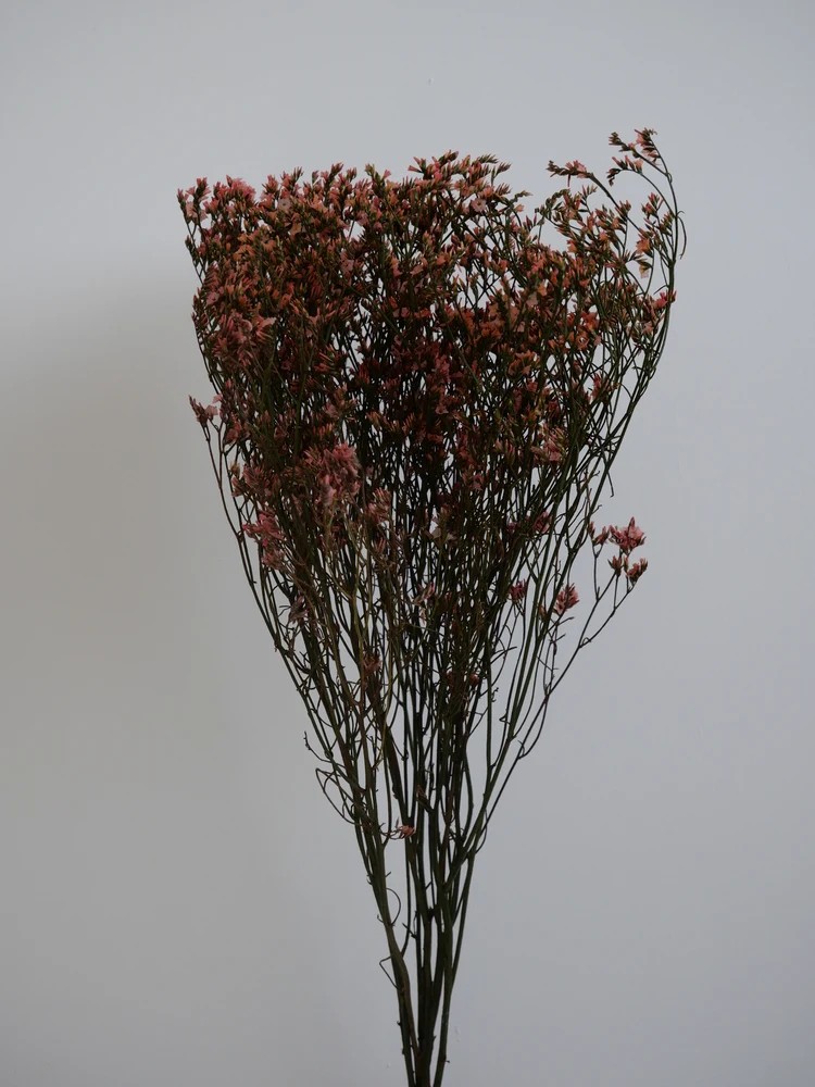 Limonium Stabilisé rose bouquet