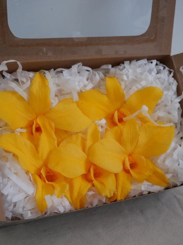 Orchidée stabilisée jaune boite