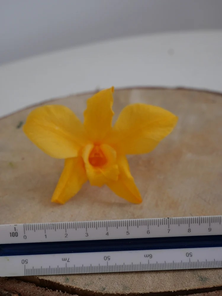 Orchidée stabilisée jaune dimension