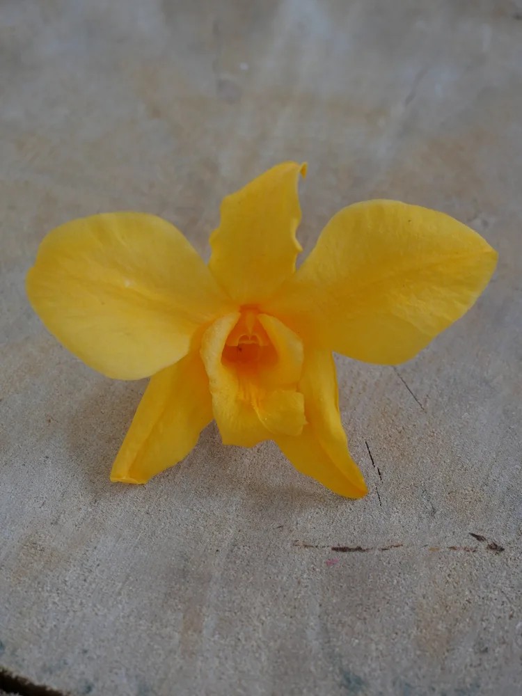 Orchidée stabilisée jaune