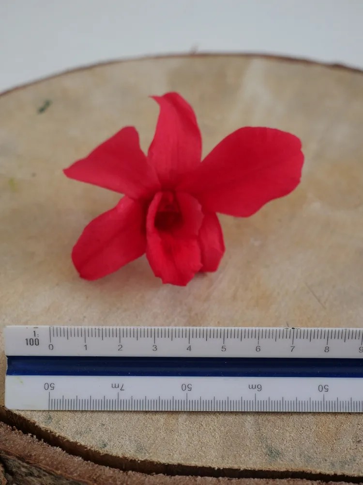 Orchidée stabilisée fushia dimension