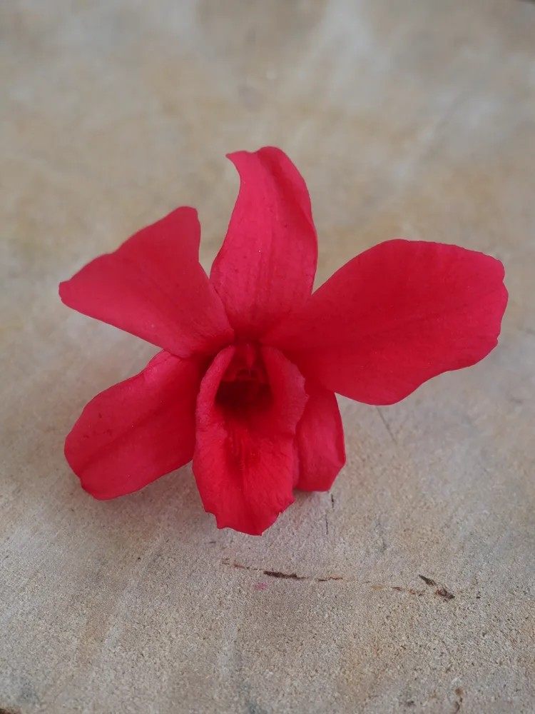 Orchidée stabilisée fushia