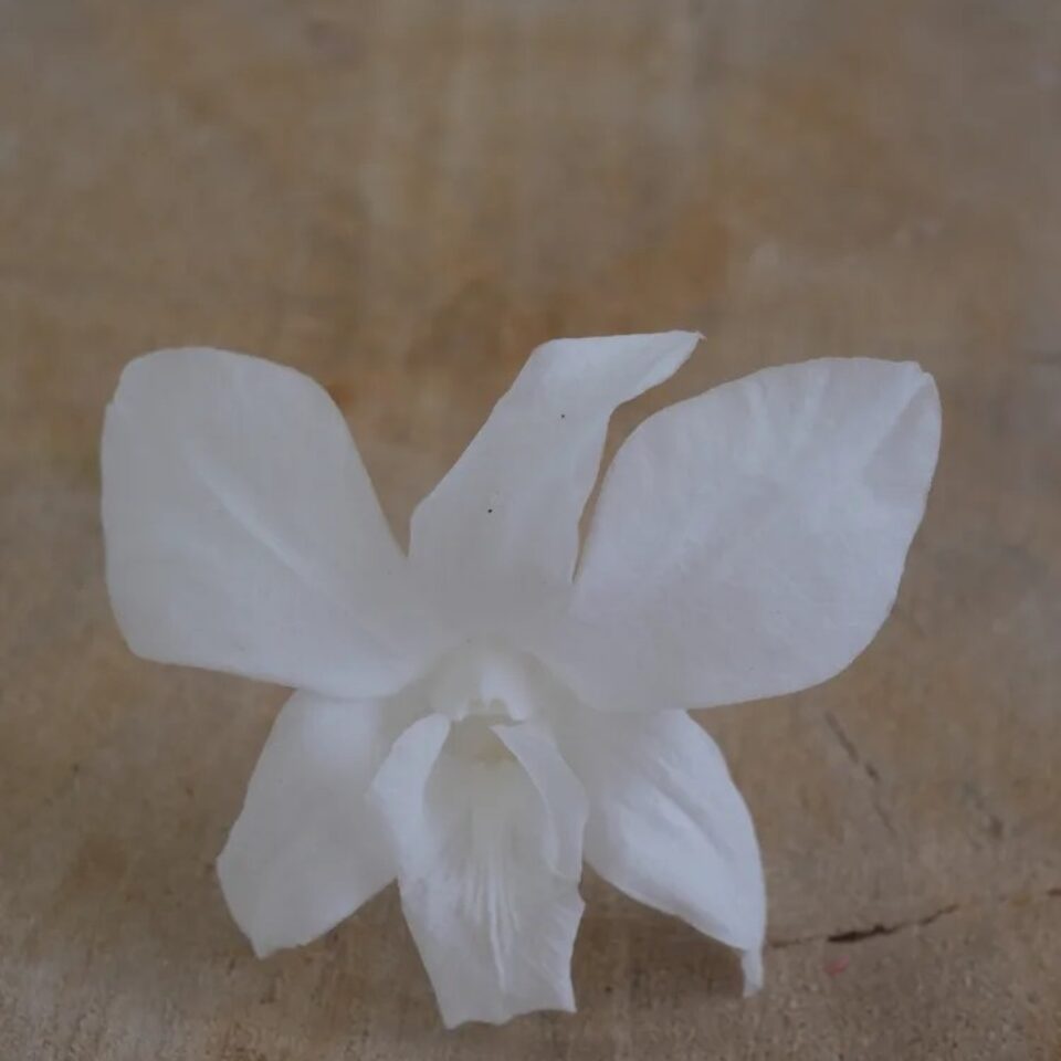 Orchidée Stabilisée x5