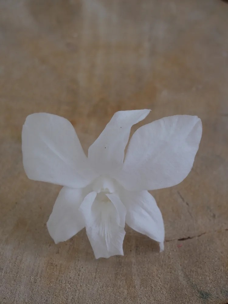 Orchidée stabilisée blanche