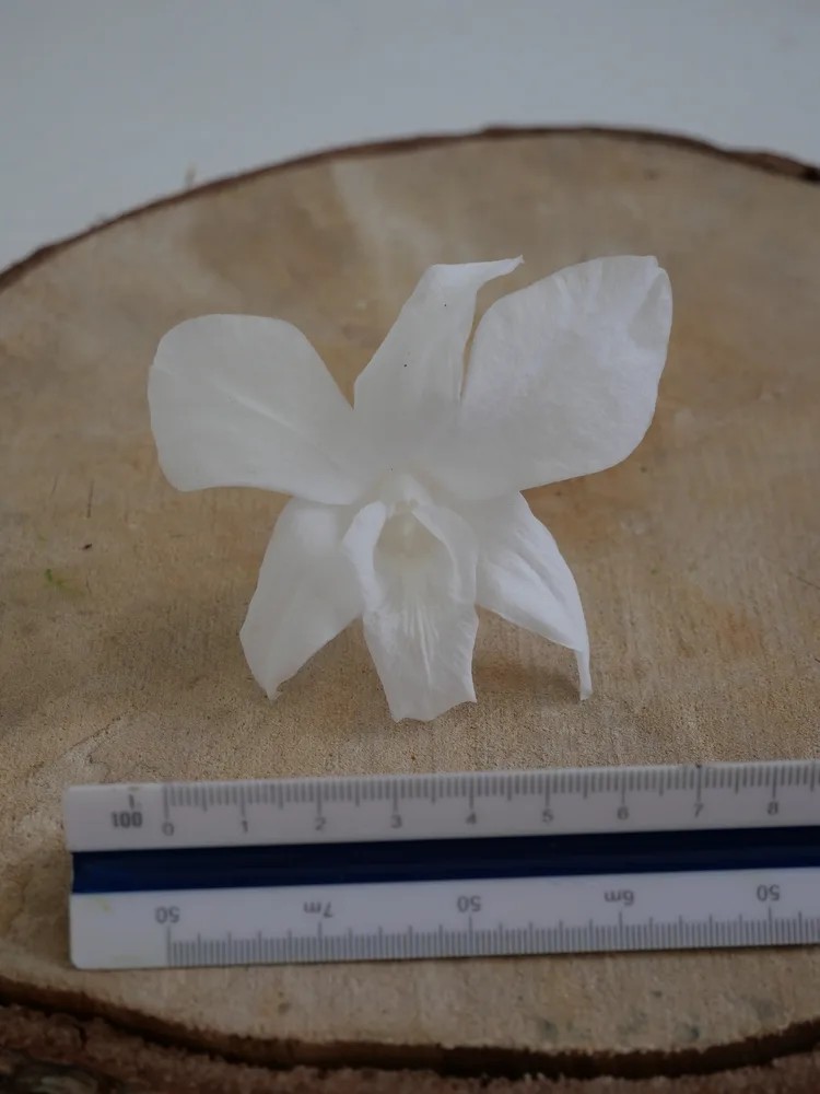 Orchidée stabilisée blanche dimension