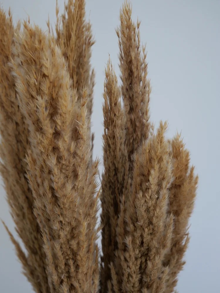 Plumero Silvestre Stabilisé naturel détails
