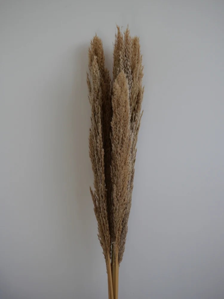 Plumero Silvestre Stabilisé naturel bouquet