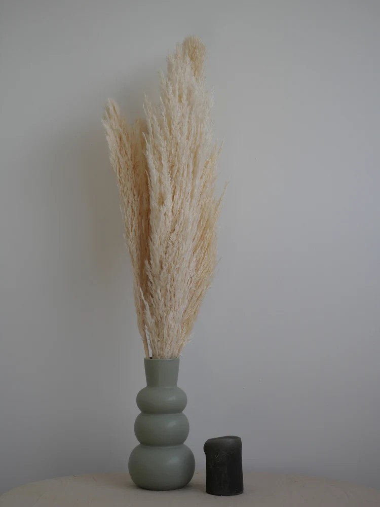 Plumero Silvestre Stabilisé blanc décoration intérieure