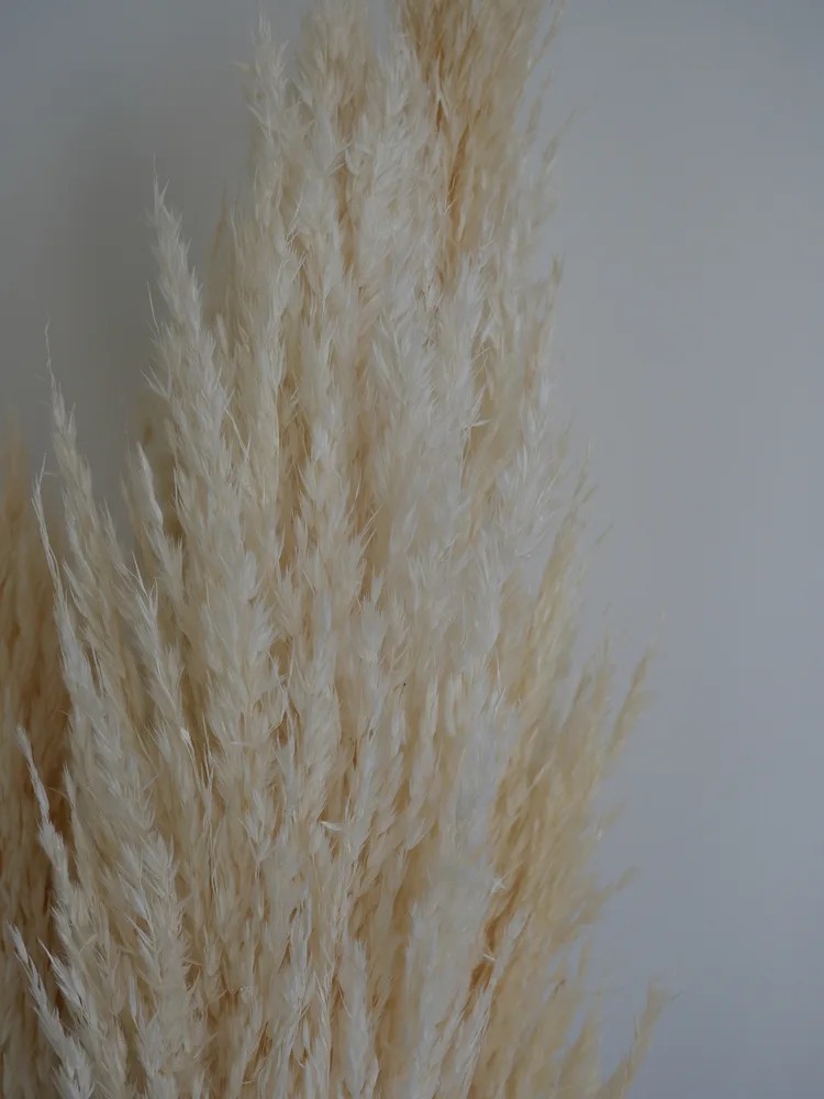 Plumero Silvestre Stabilisé blanc détails