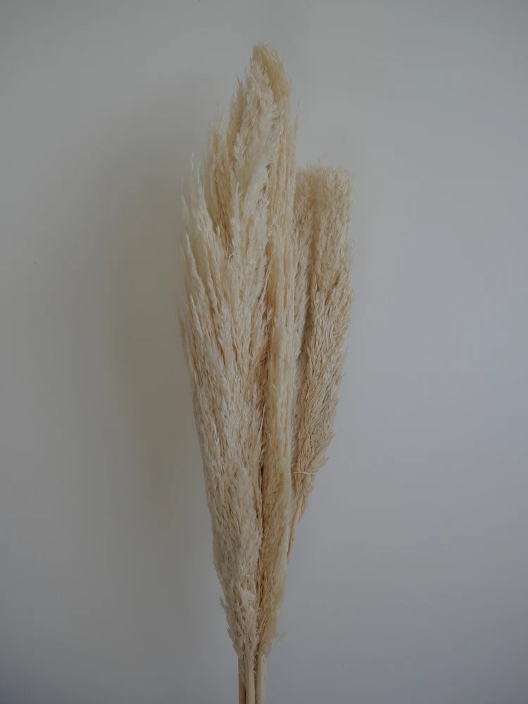 Plumero Silvestre Stabilisé blanc bouquet