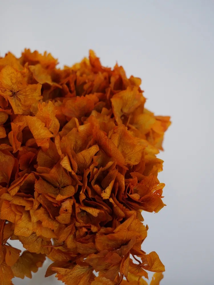Hortensia Stabilisé orange details