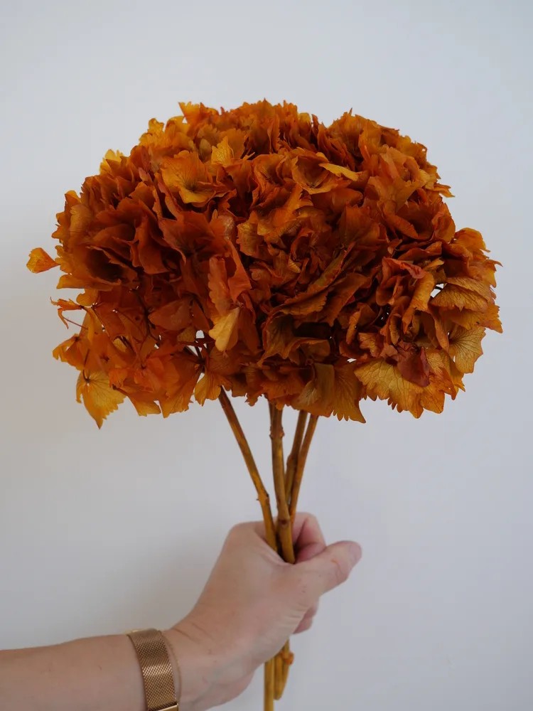 Hortensia Stabilisé orange tête
