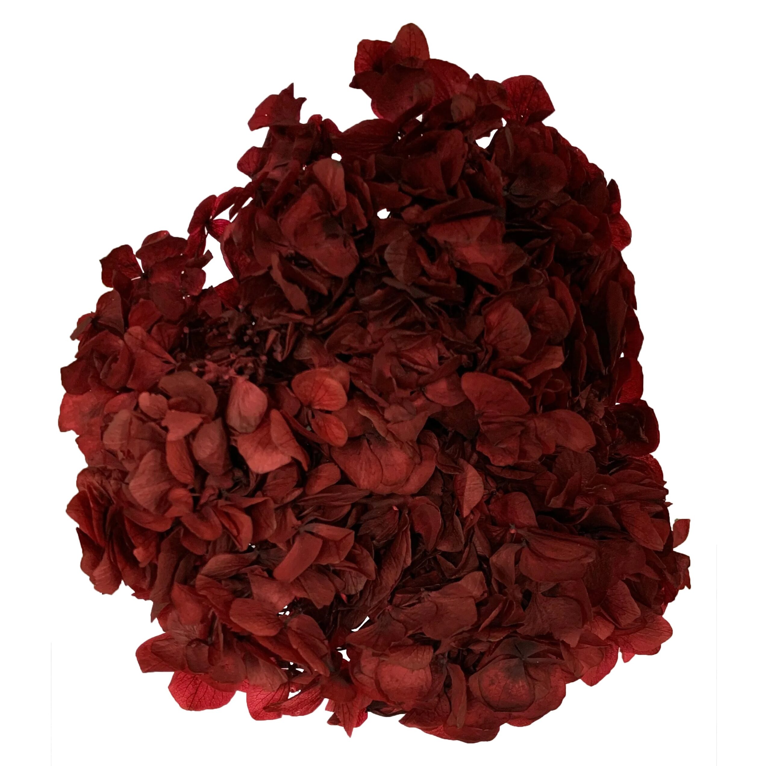 Hortensia Stabilisé bordeaux