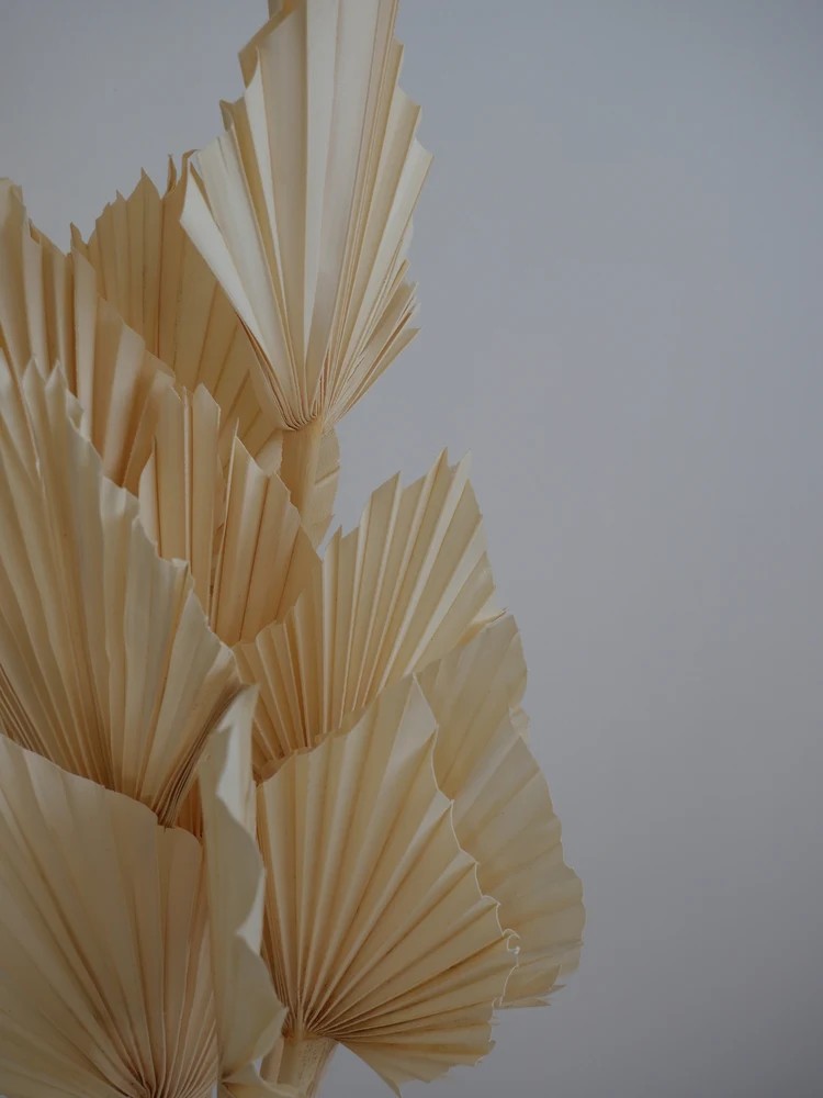 Palm Spear Séchée détails