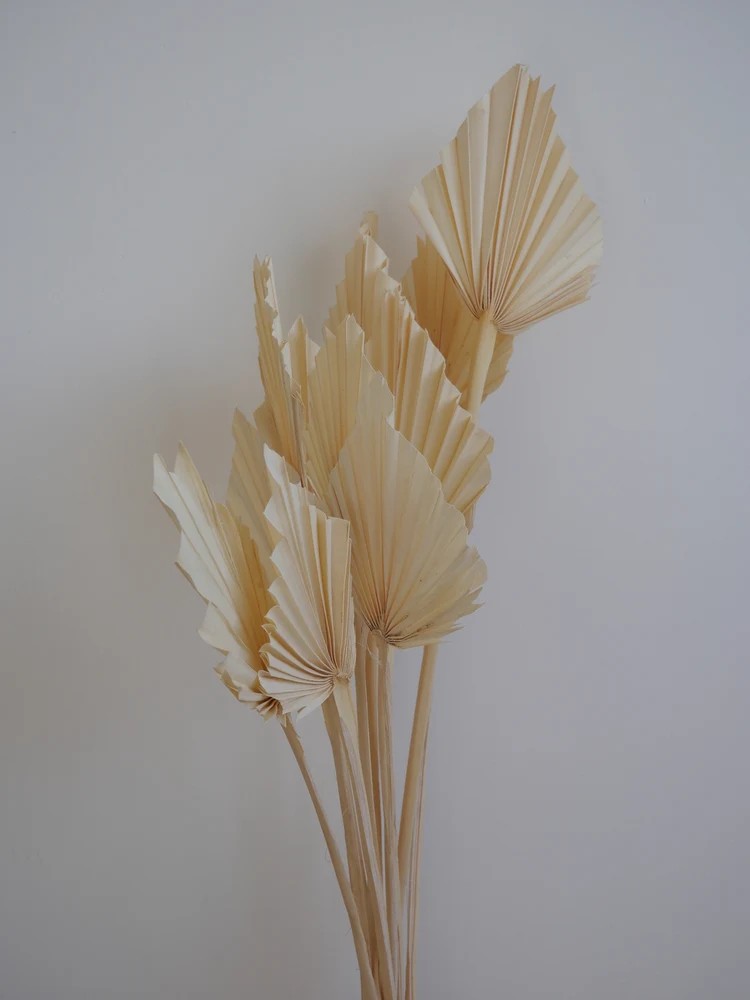Palm Spear végétaux séchés