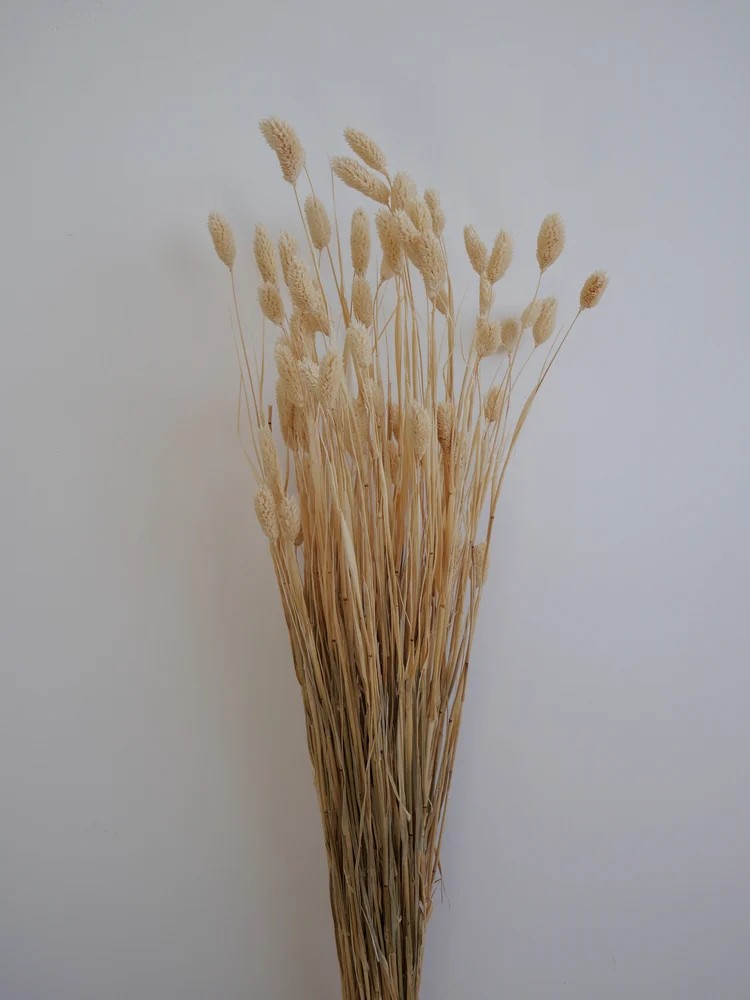 phalaris séché blanc bouquet