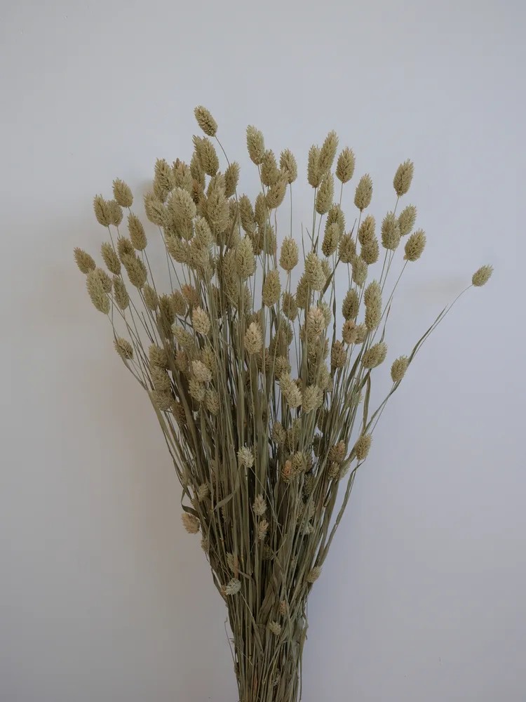 phalaris séché naturel bouquet