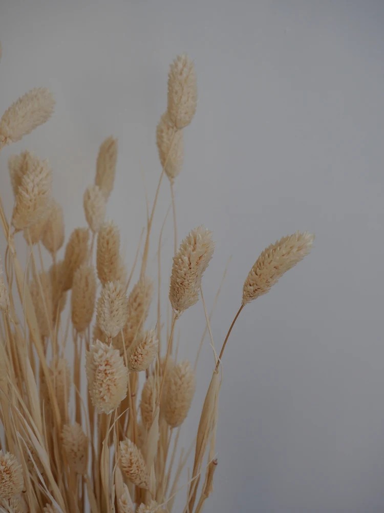 phalaris séché blanc détails