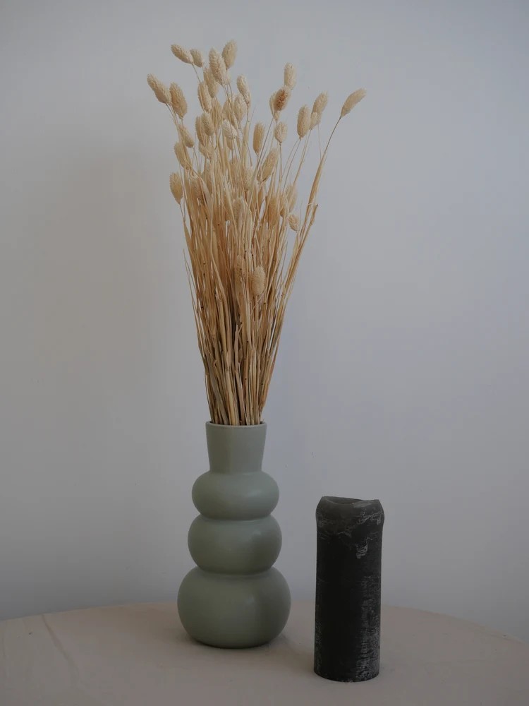 phalaris séché blanc