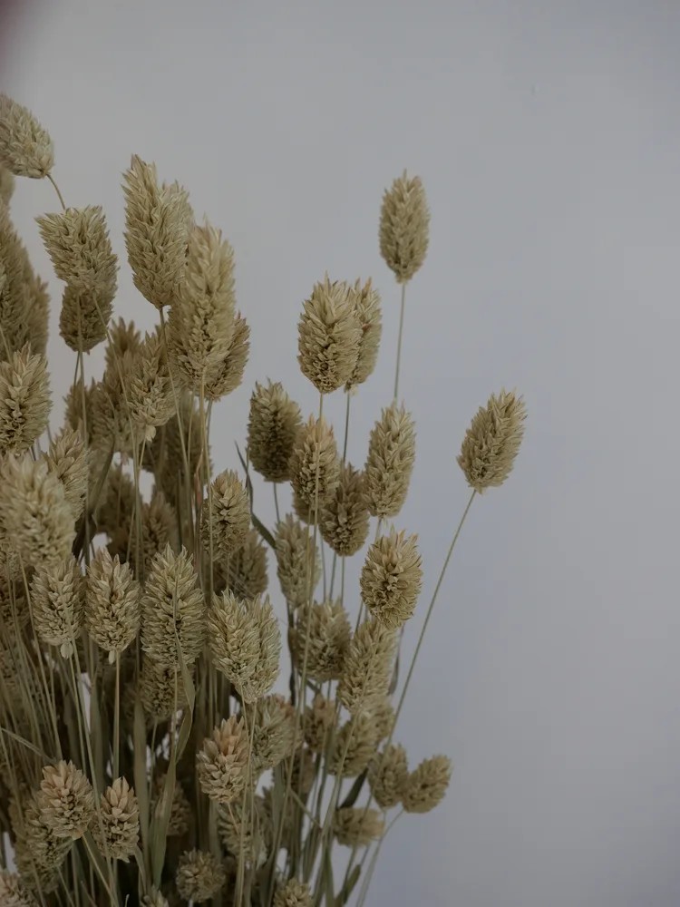 phalaris séché naturel détails