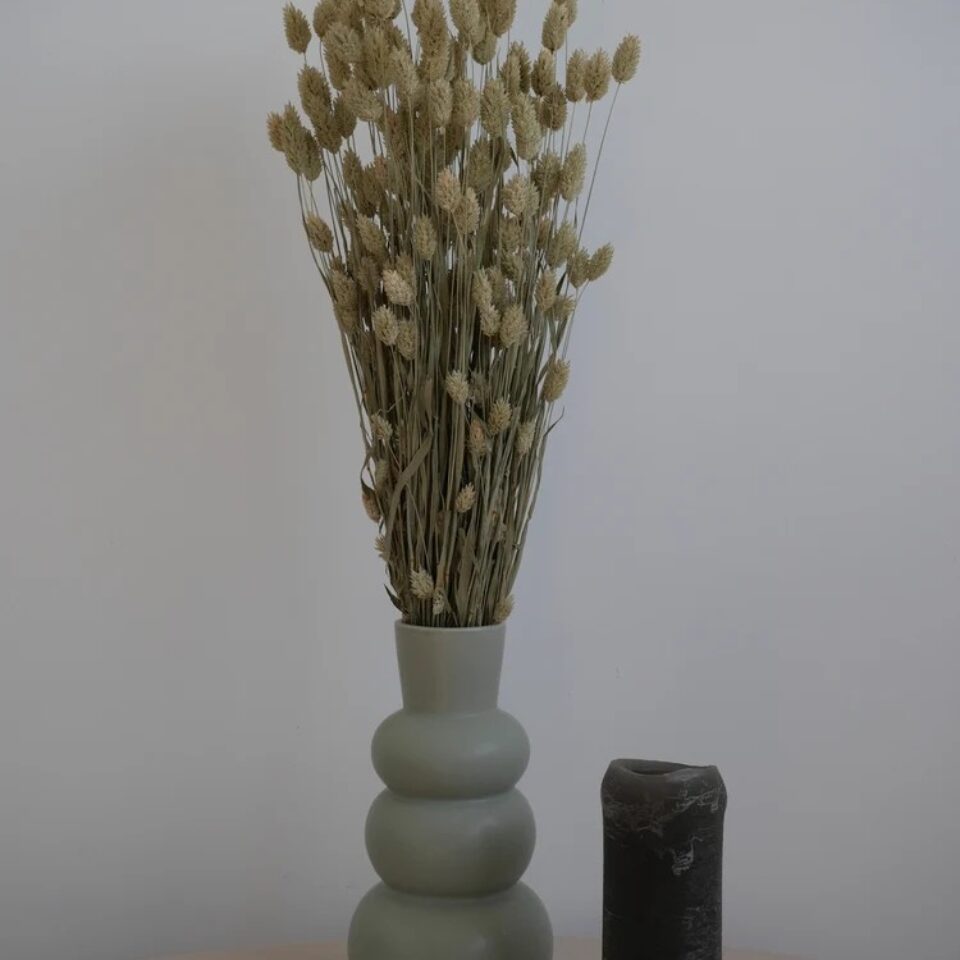 Phalaris Séché