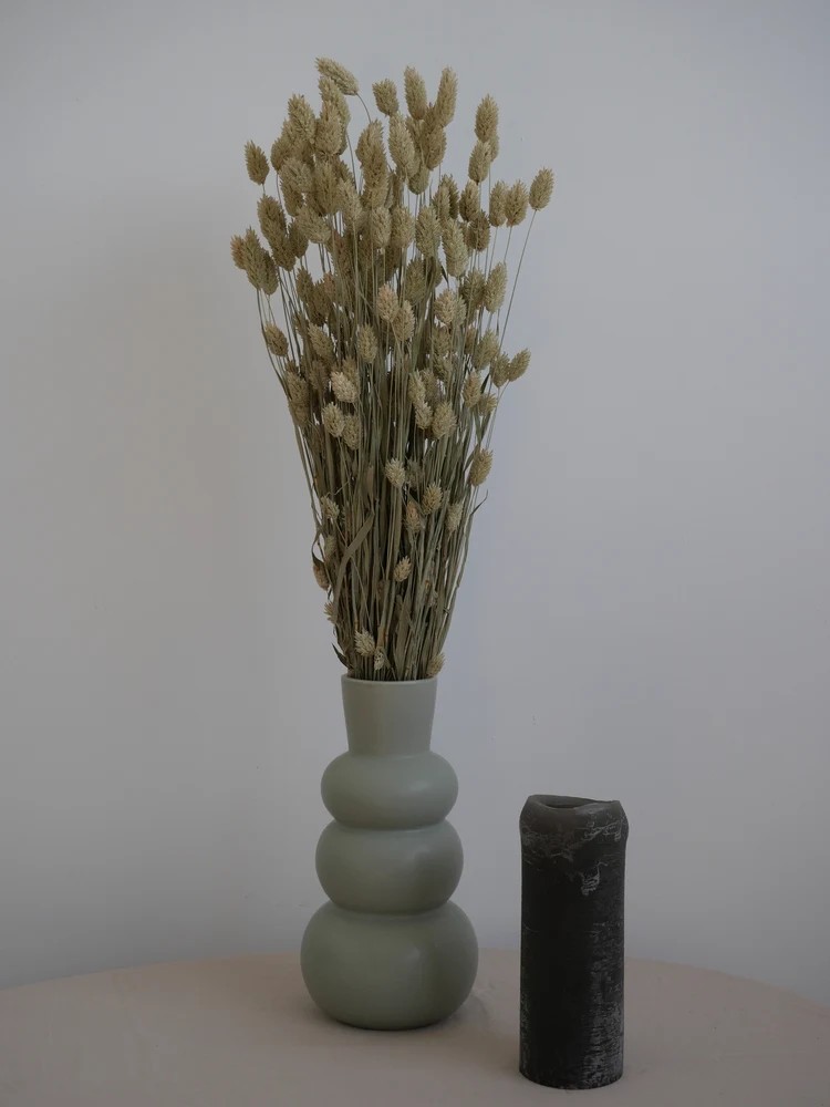 phalaris séché naturel