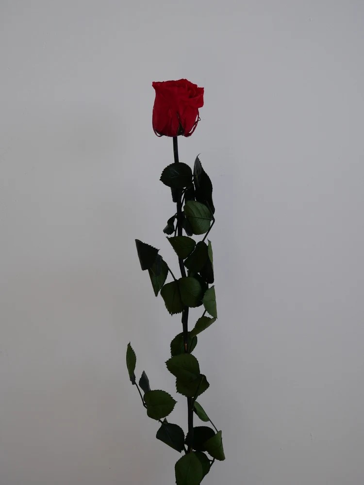 Rose rouge stabilisée sur tige