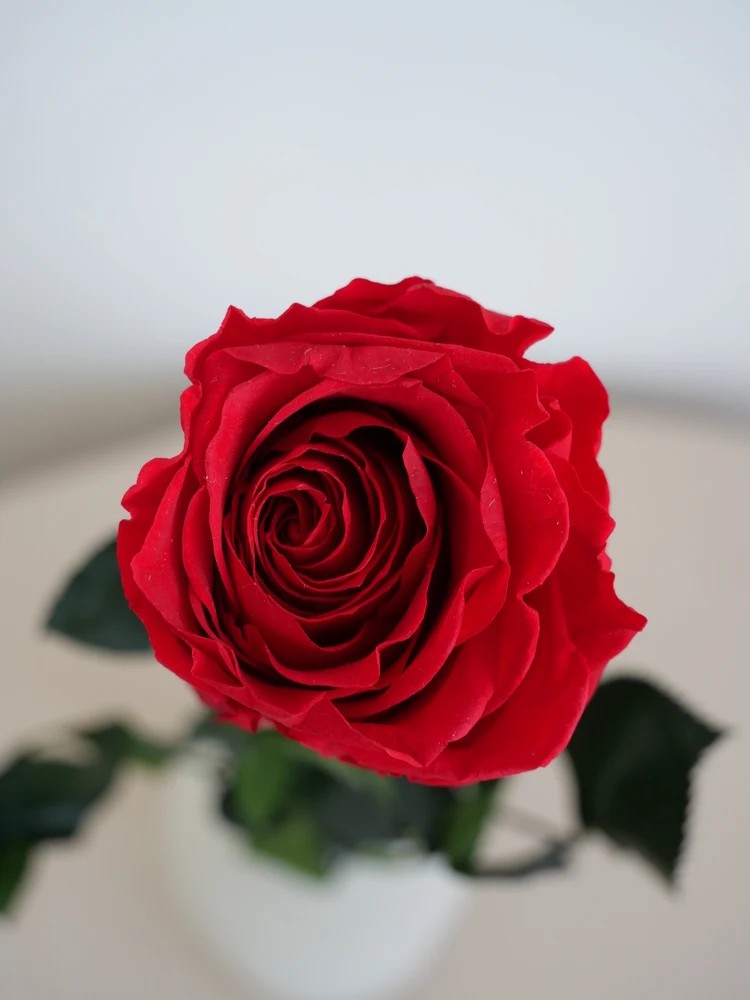 Rose stabilisée rouge