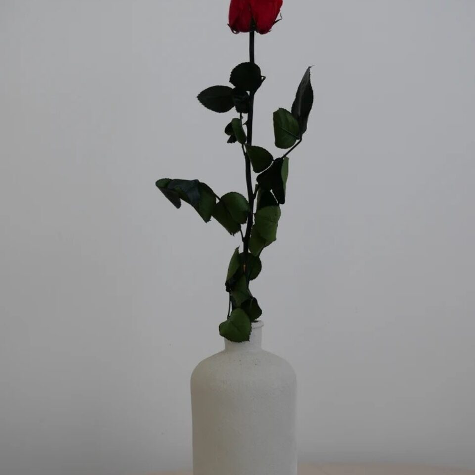 Rose Sur Tige Stabilisée