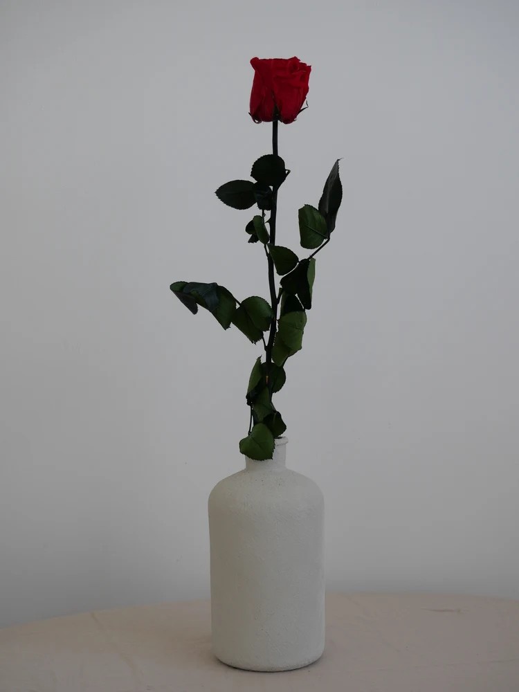 Rose rouge stabilisée