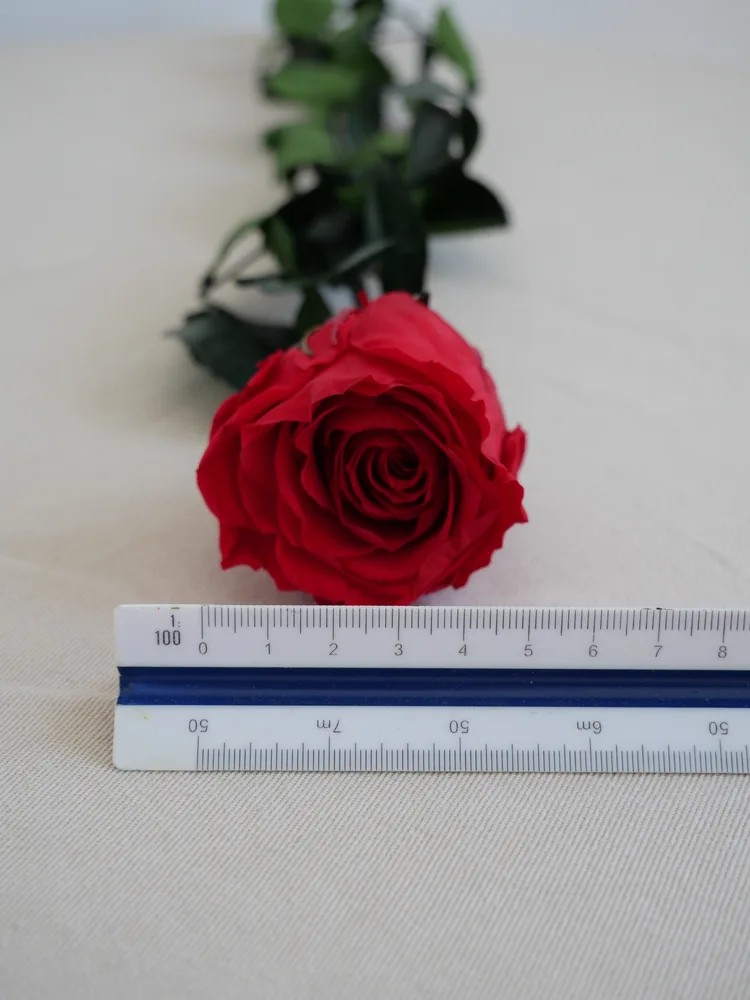 Rose rouge stabilisée dimension