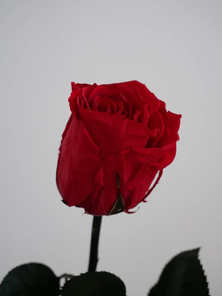 Rose rouge stabilisée