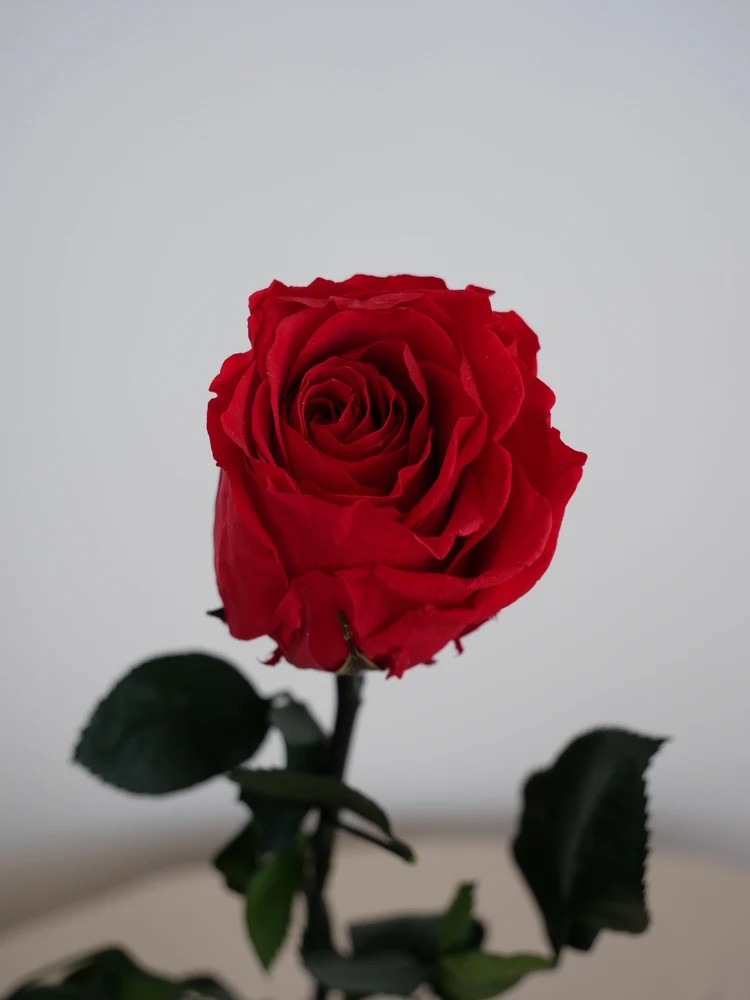 Rose stabilisée