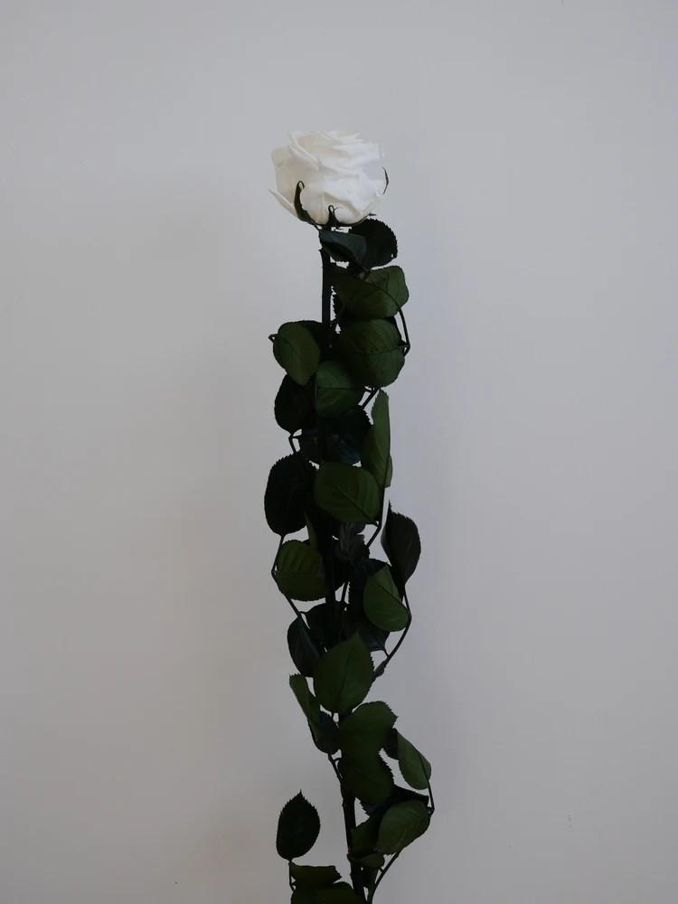 Rose blanche stabilisée sur tige