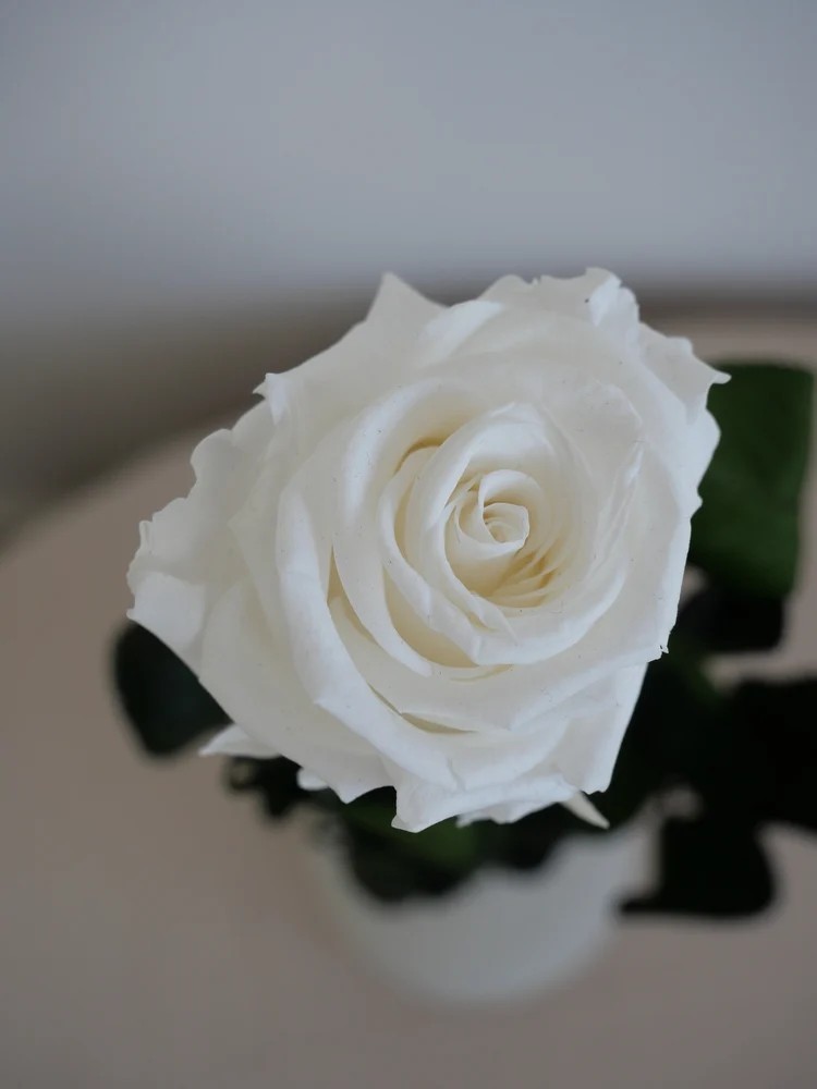 Rose blanche