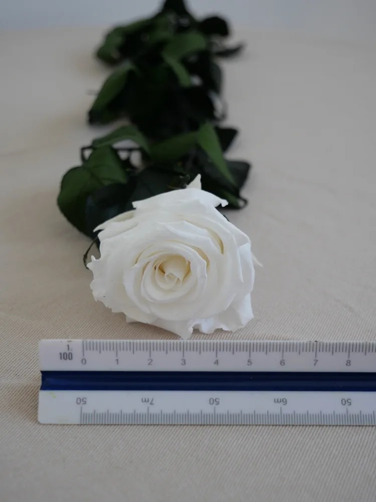 Rose blanche stabilisée dimension