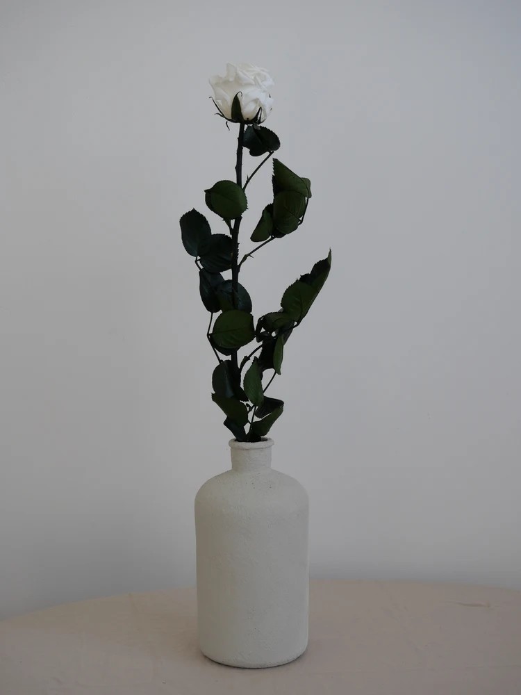 Rose sur tige stabilisée blanche